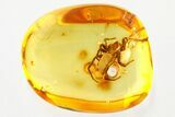 Large Detailed Fossil Spider (Araneae) In Baltic Amber #321671-1